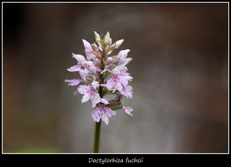 Orchidee dall''alto Friuli